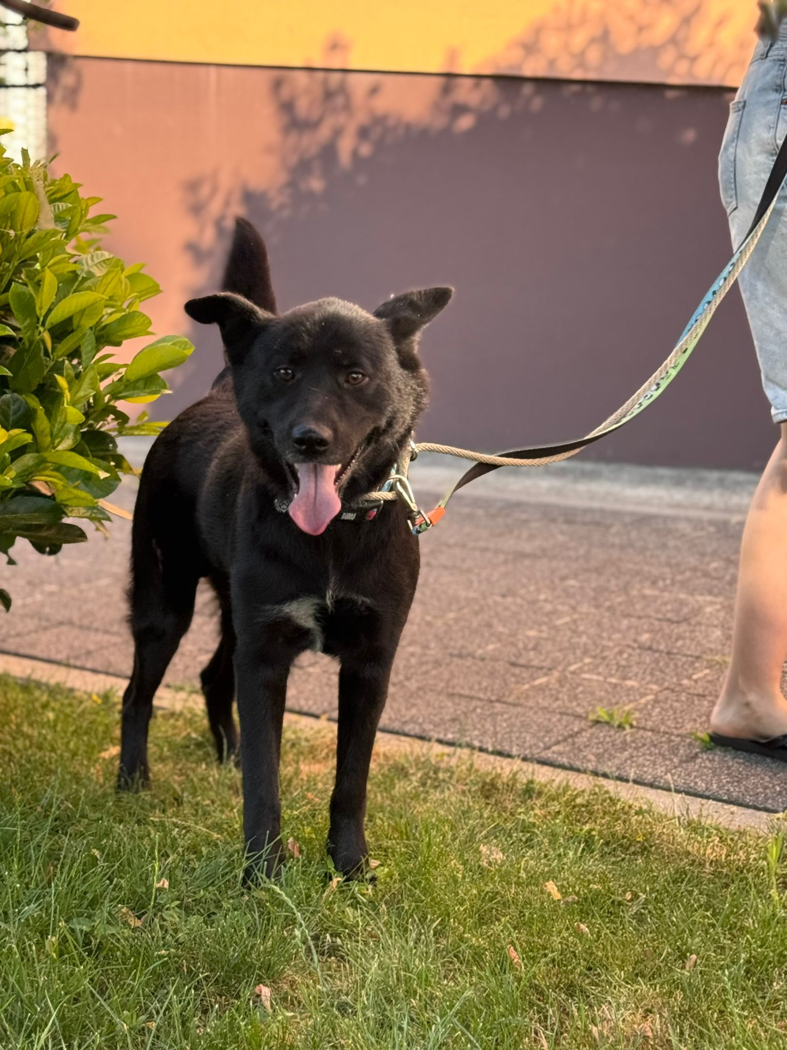 Akita-Labrador Mix Hugo