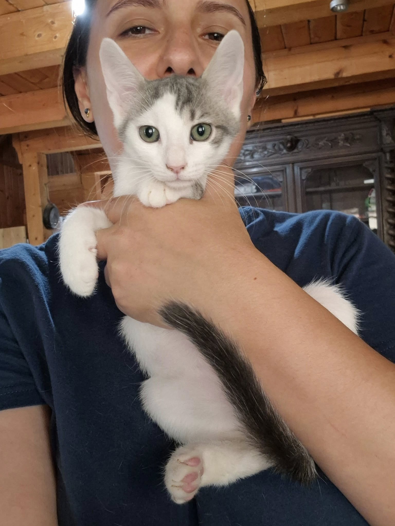 Kater Louie