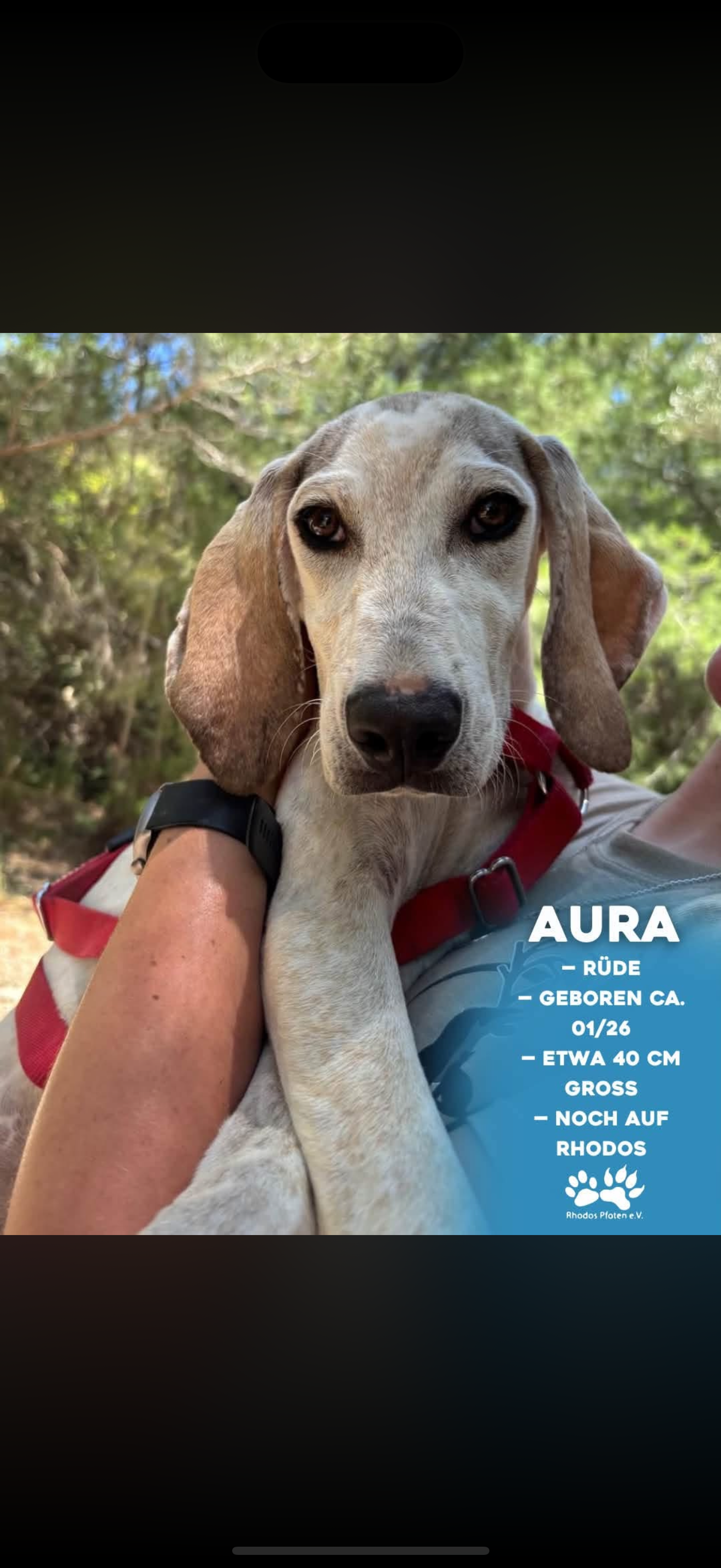 Aura