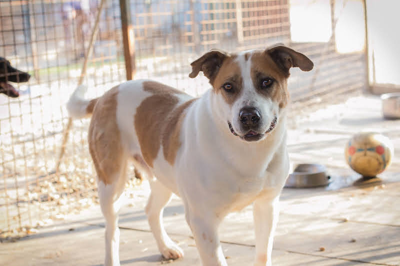Avar