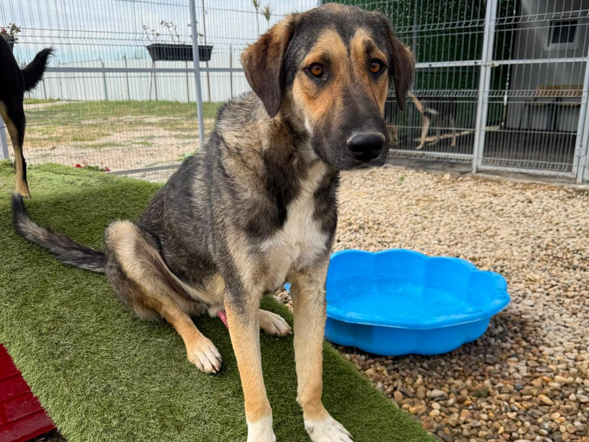 🆘🐶Sanfter Pechvogel Thor🐶🆘