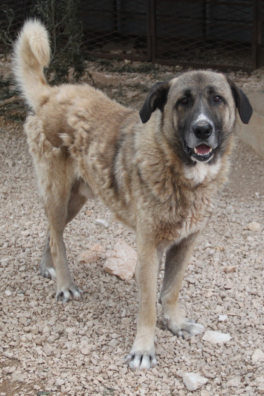 Tauro