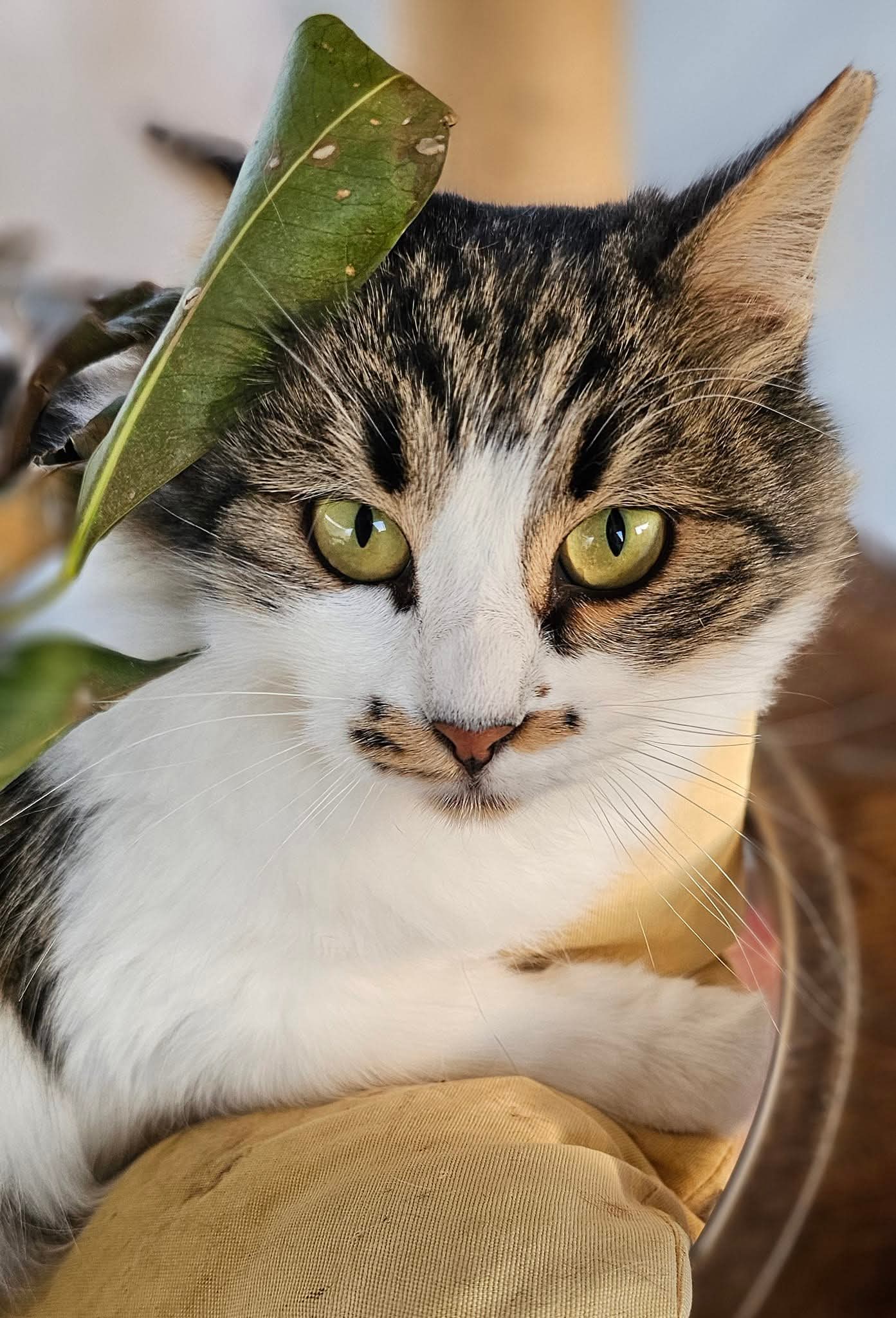 Delilah