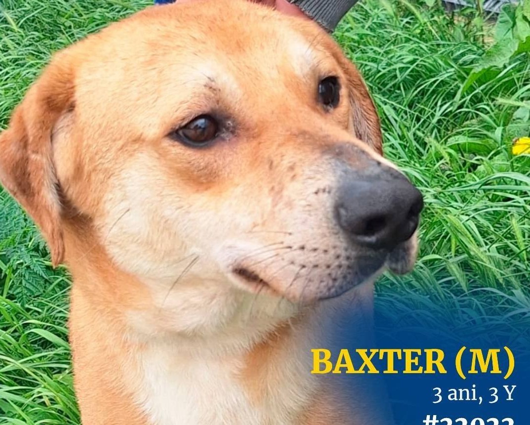 Baxter