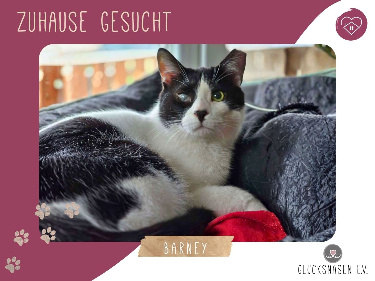 Barney wartet auf Post von Dir