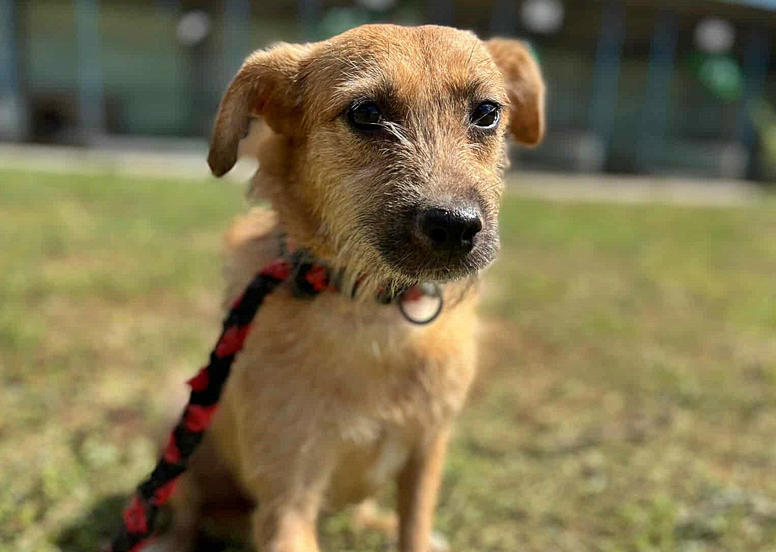 Ella