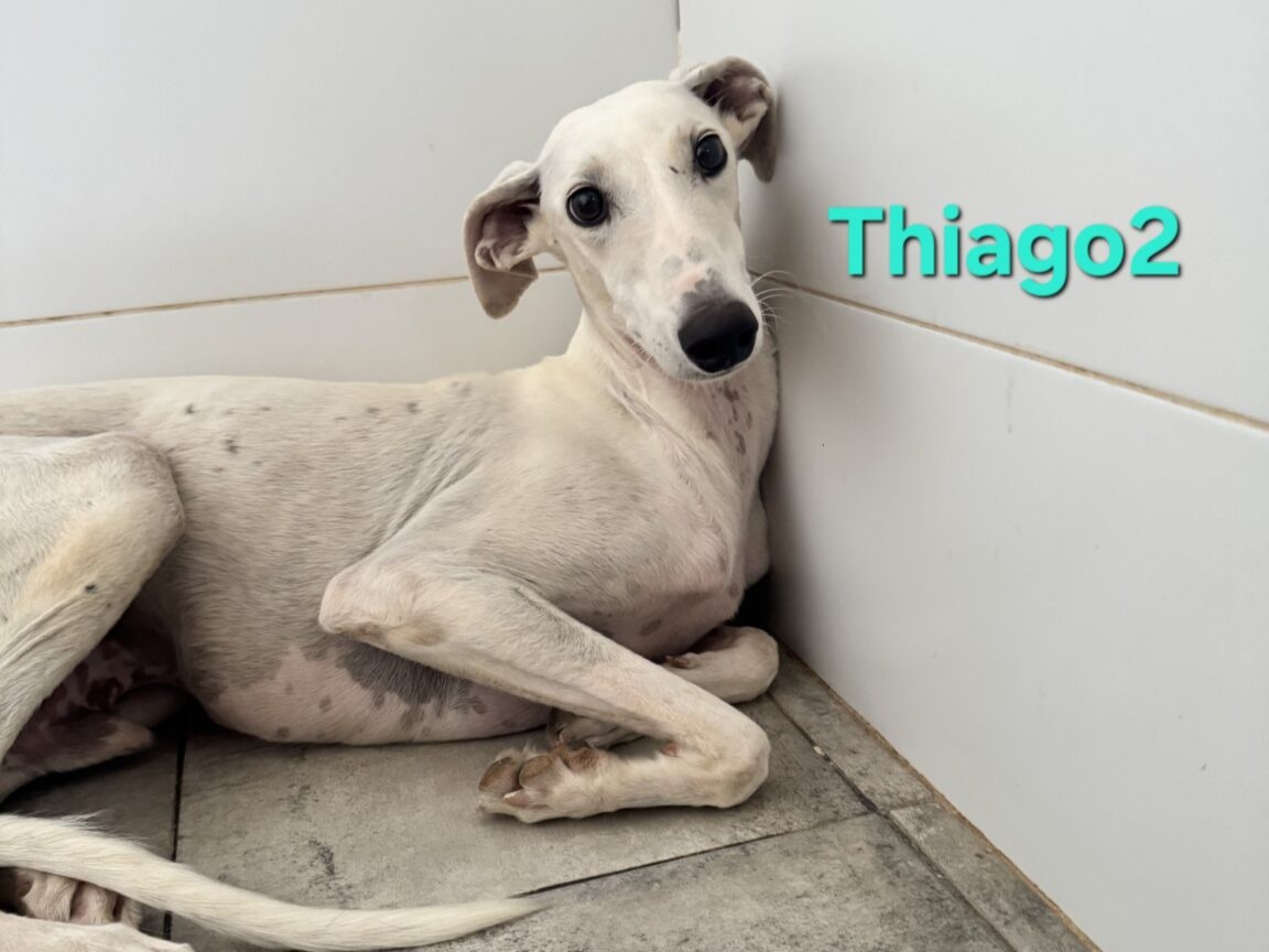 Thiago2