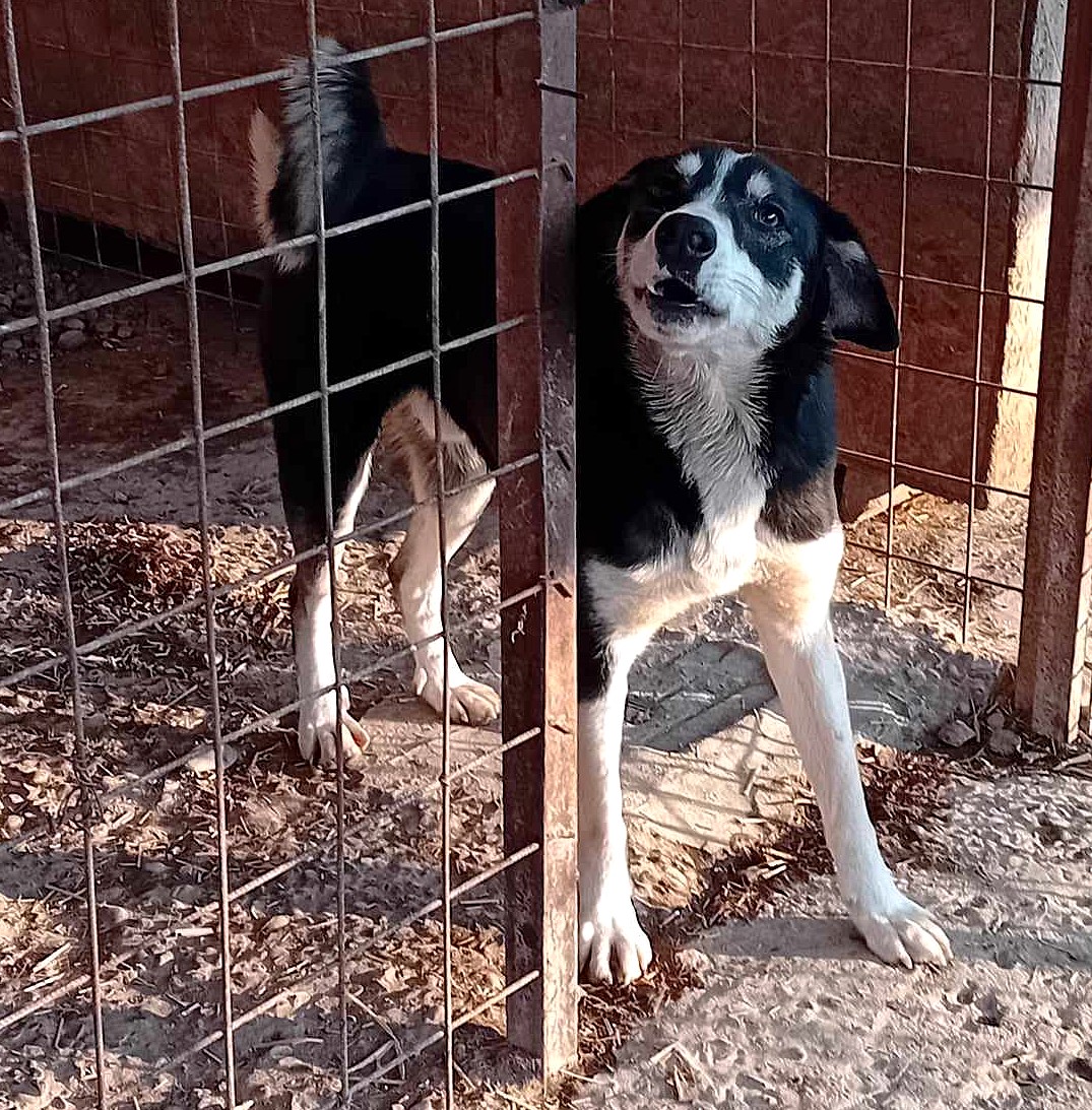 Rico 🐾