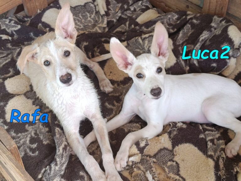 Luca2