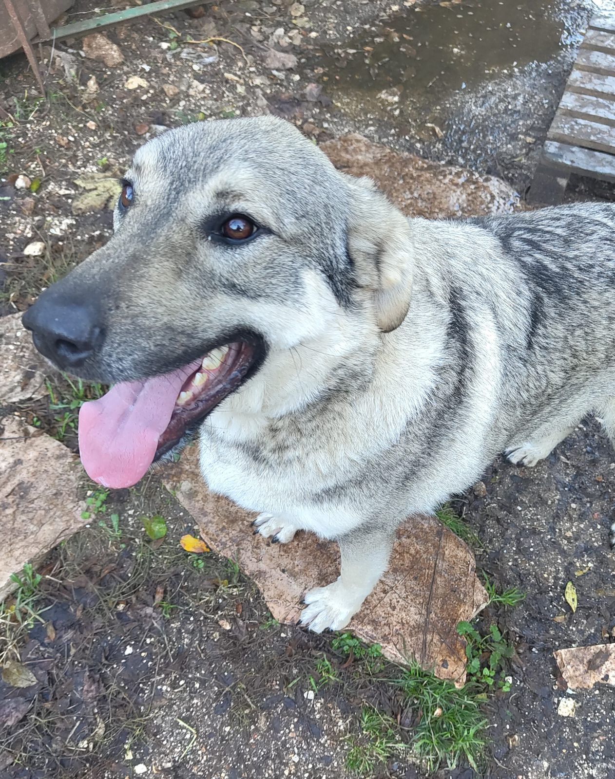 Capo, Schäferhundmix