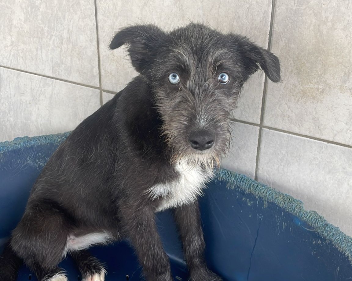 Ronja💕fröhliche Junghündin
