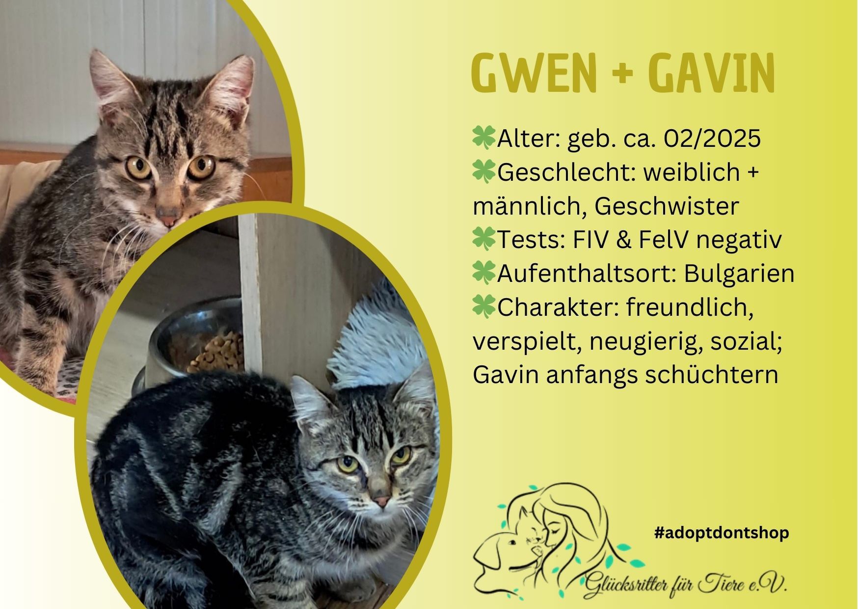 🐾Geschwister Gavin & Gwen🐾💛