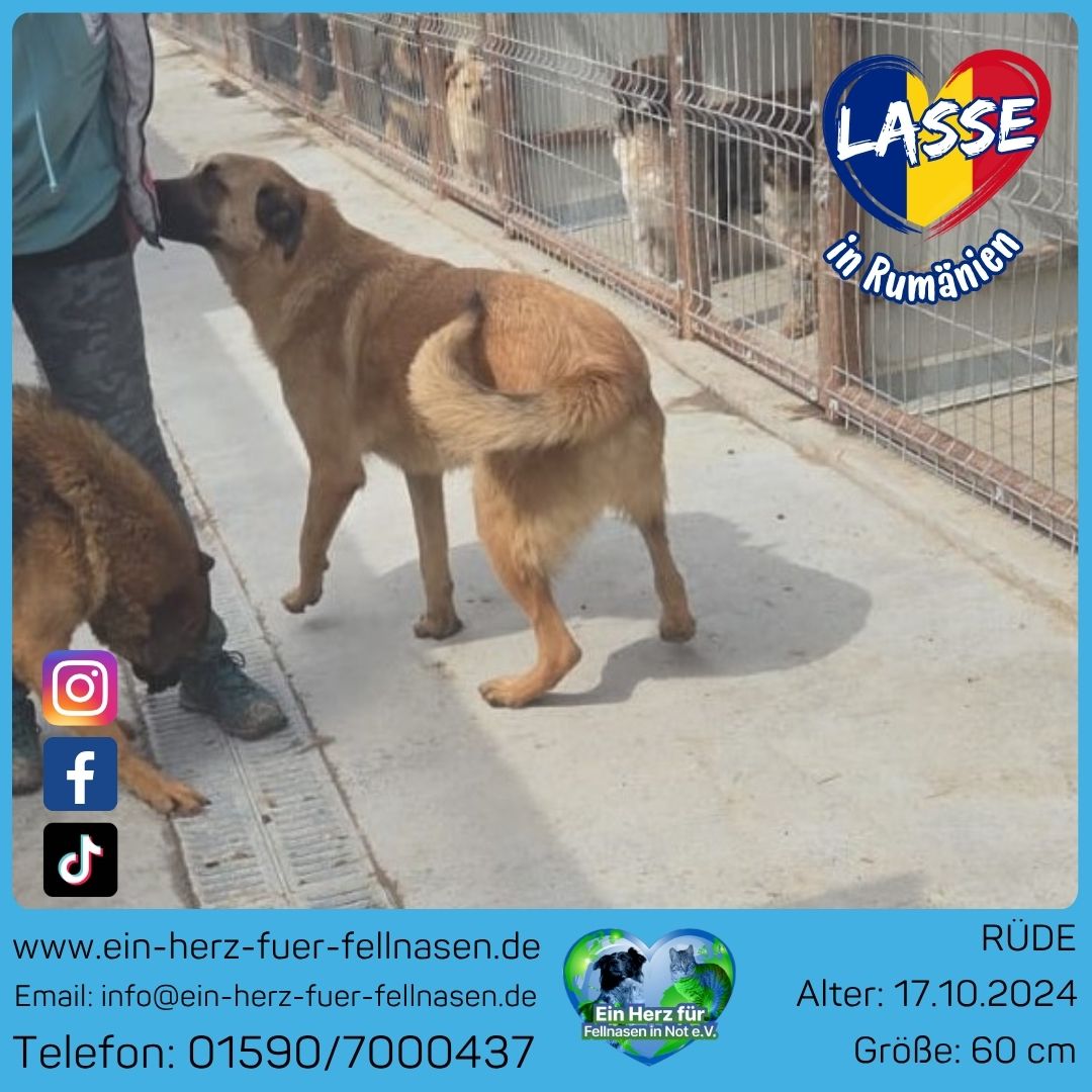 Lasse 🐾
