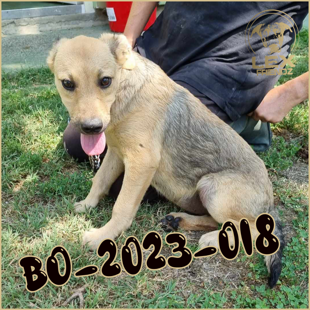 BO-2023-018