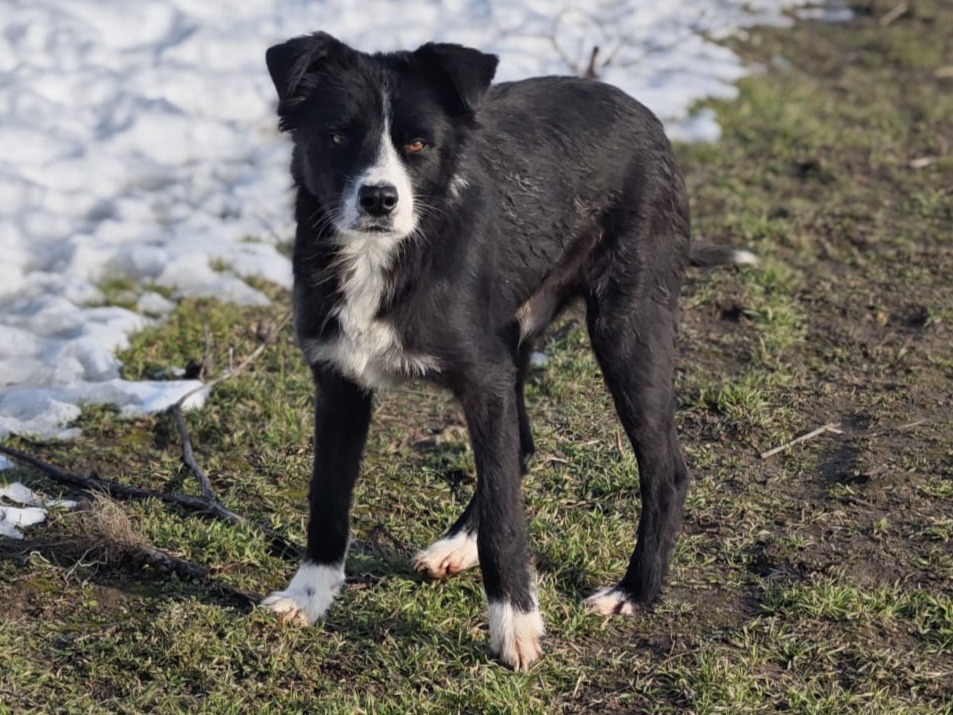 Wolfi