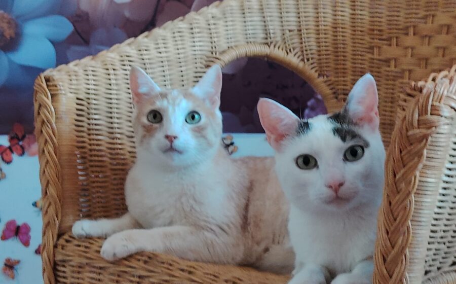 Terje und Asa