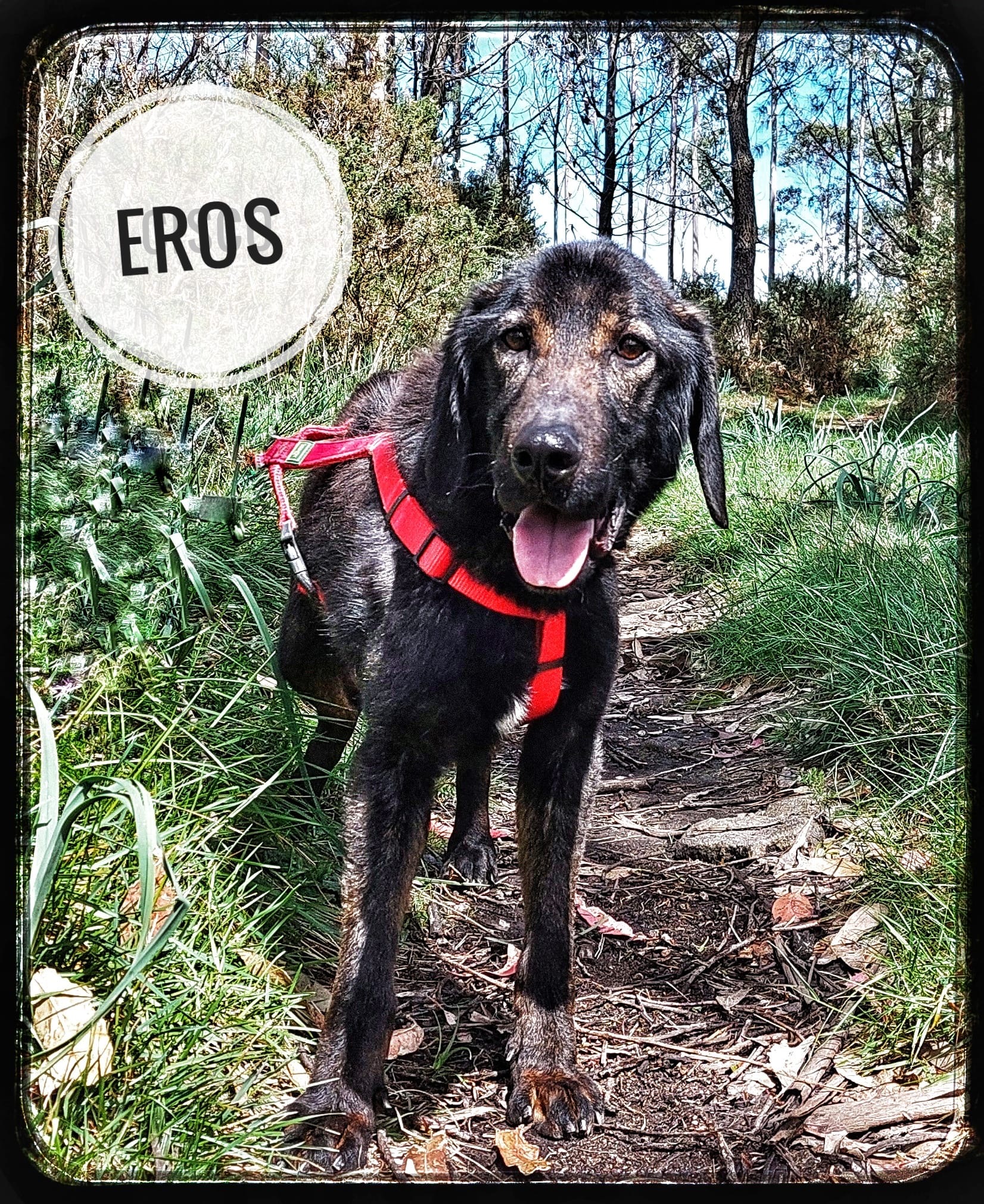 Eros
