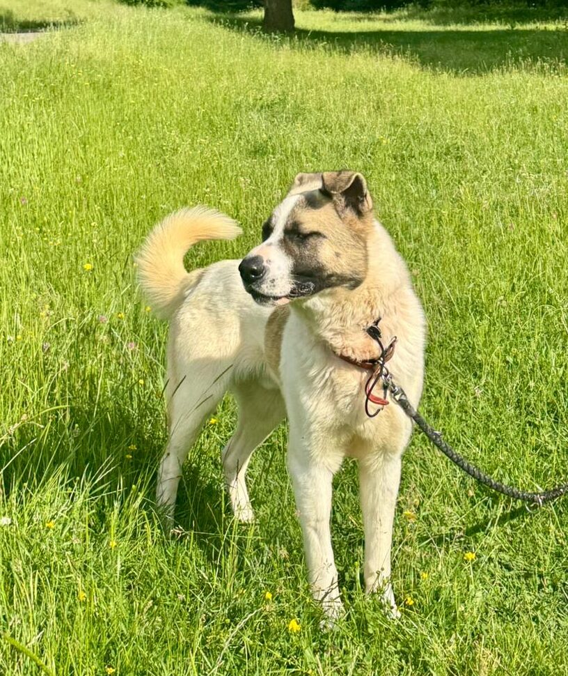 Buddy