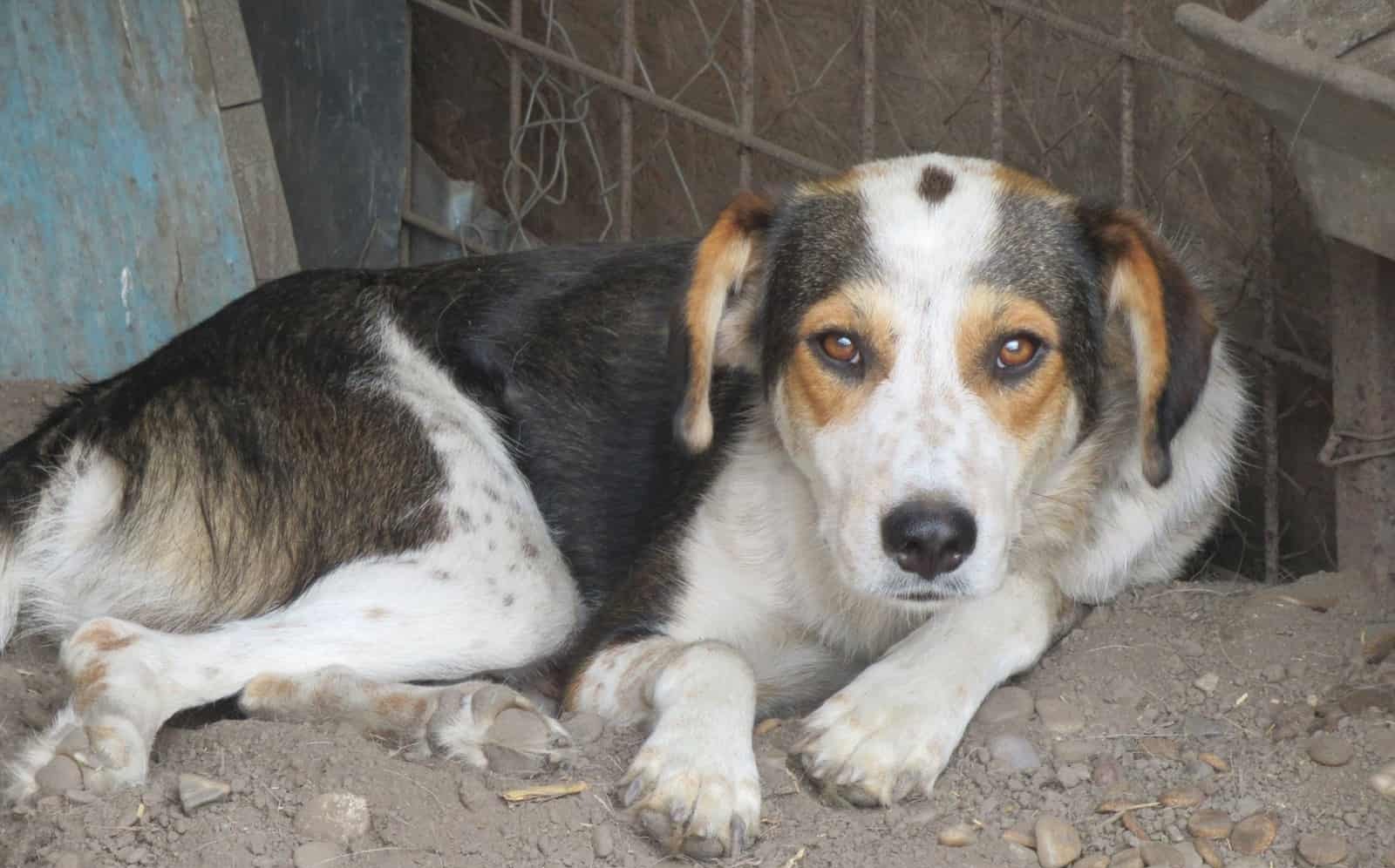 Bindi, unser Angsthäschen