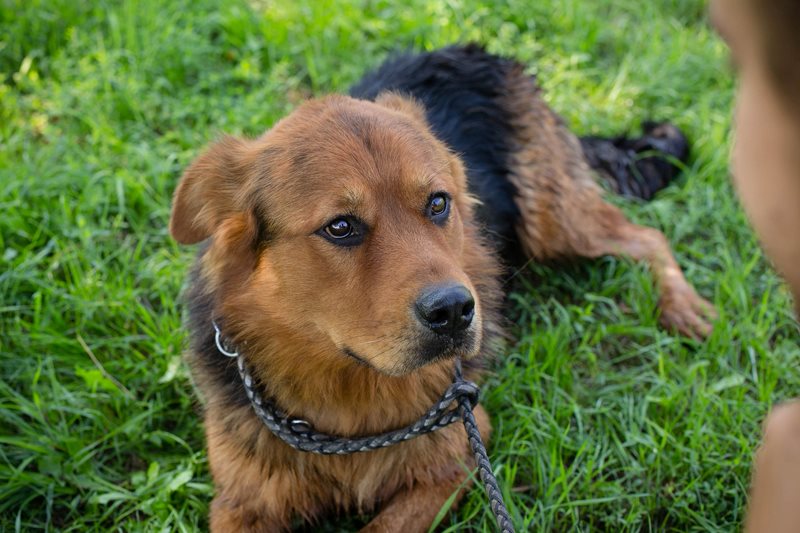 Milo