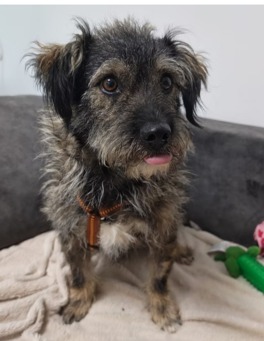 Rufus