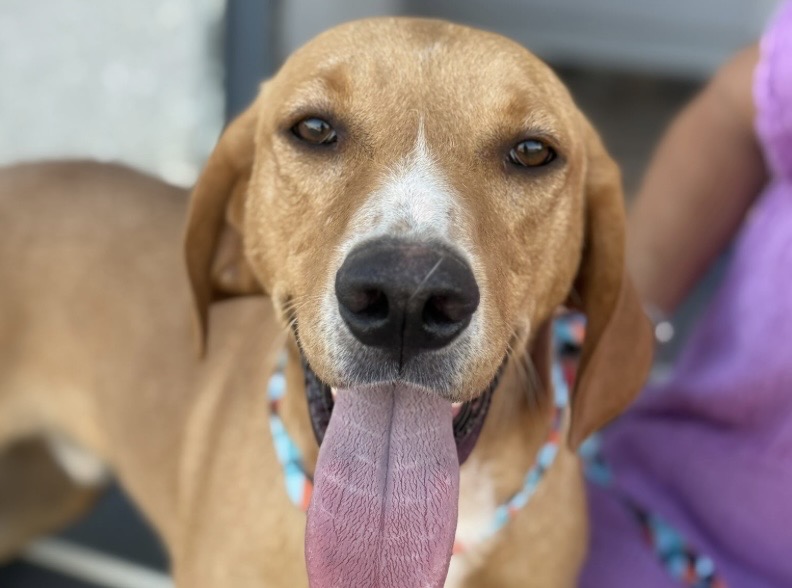 Chico
