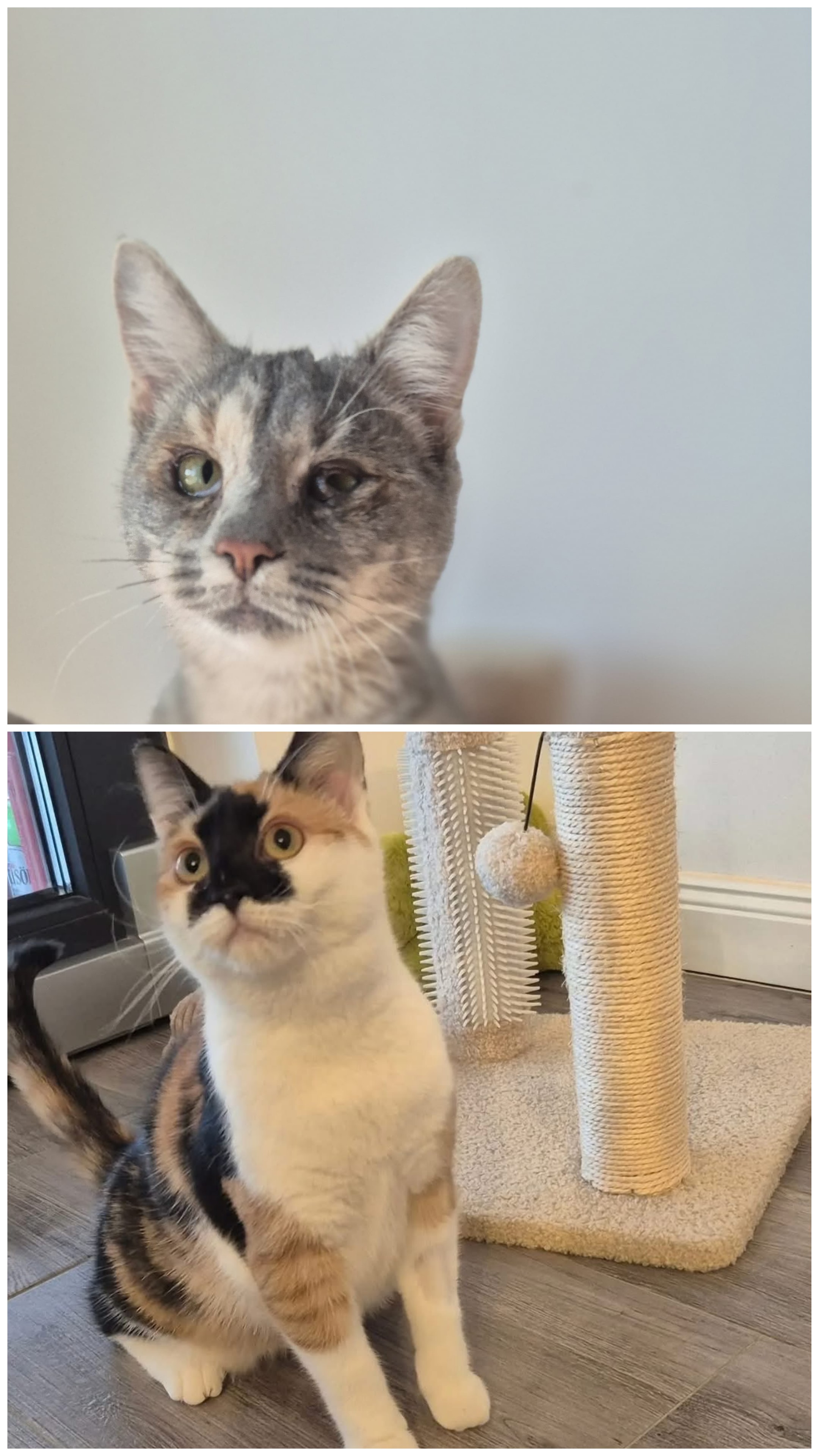 Goldy&Mila 🐾🐈
