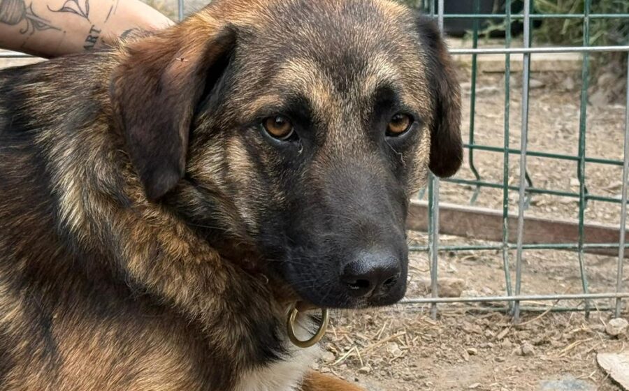 Kodi