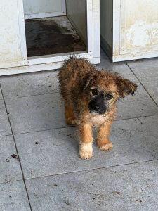 Rolly - sucht das Glück