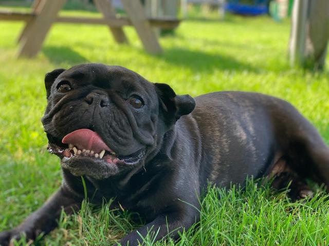 Luzie, besondere Frenchie Dame, ca. 5 Jahre *in 85622 Feldkirchen*