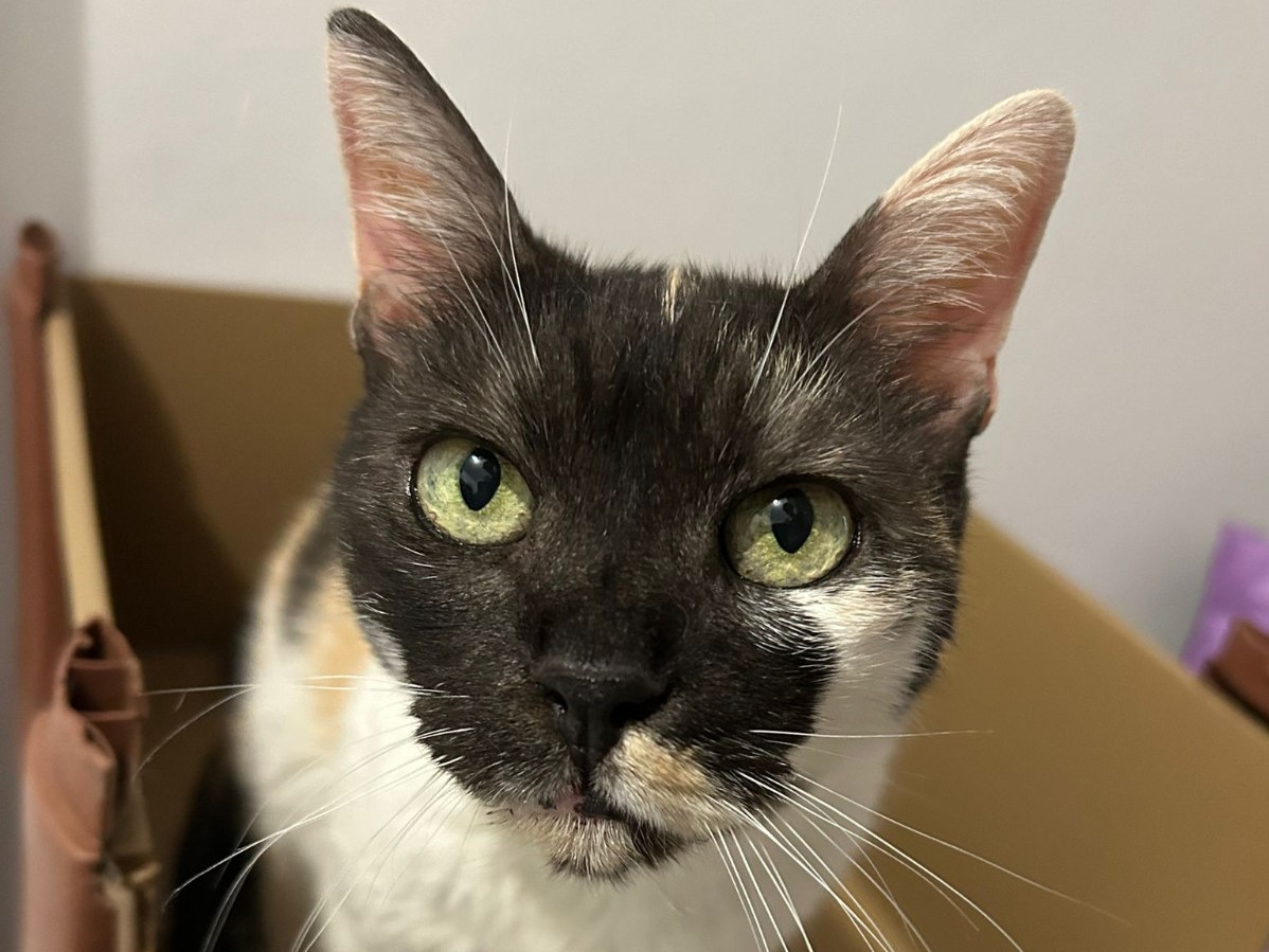 🐾Süße Einzelkatze Dorothy🐾
