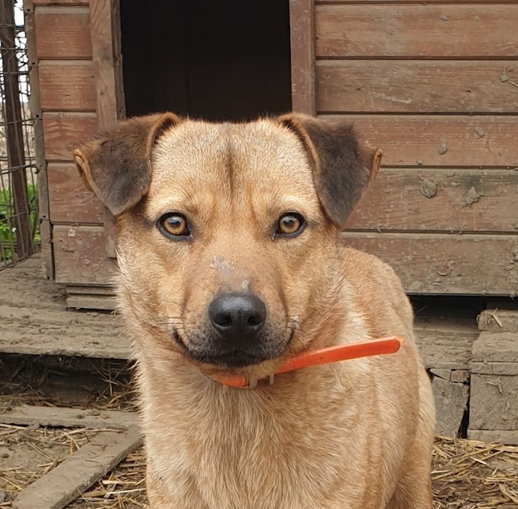 Dingo
