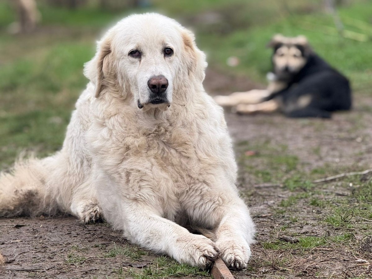 🐕 Tapferer Fram sucht Ruhe 🏡