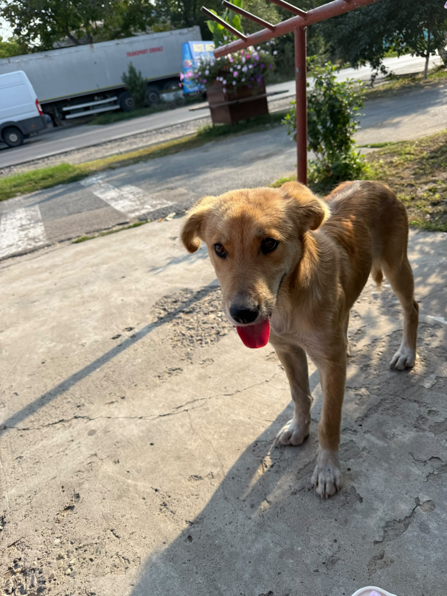Danny 🐕