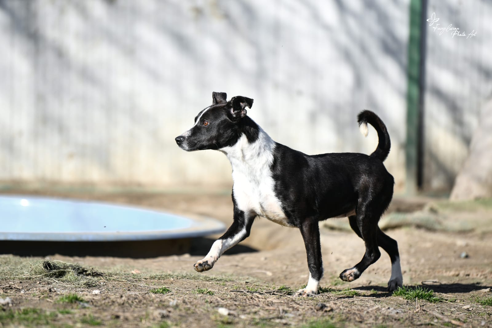 Collie