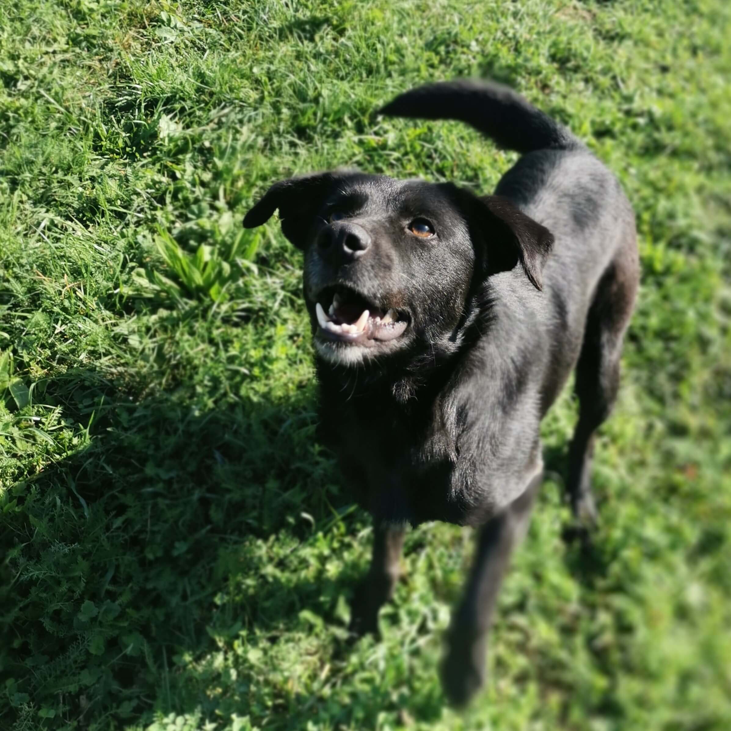 Blacky