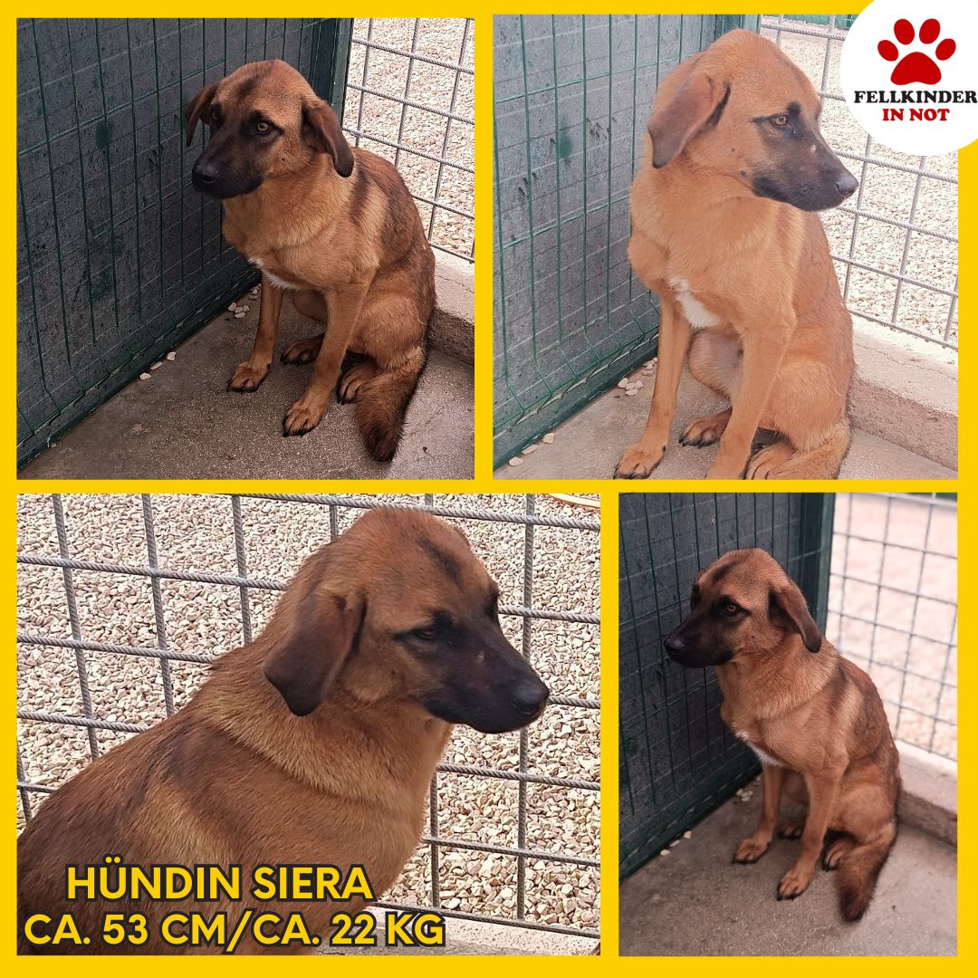 Siera