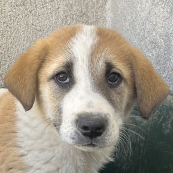 Alma