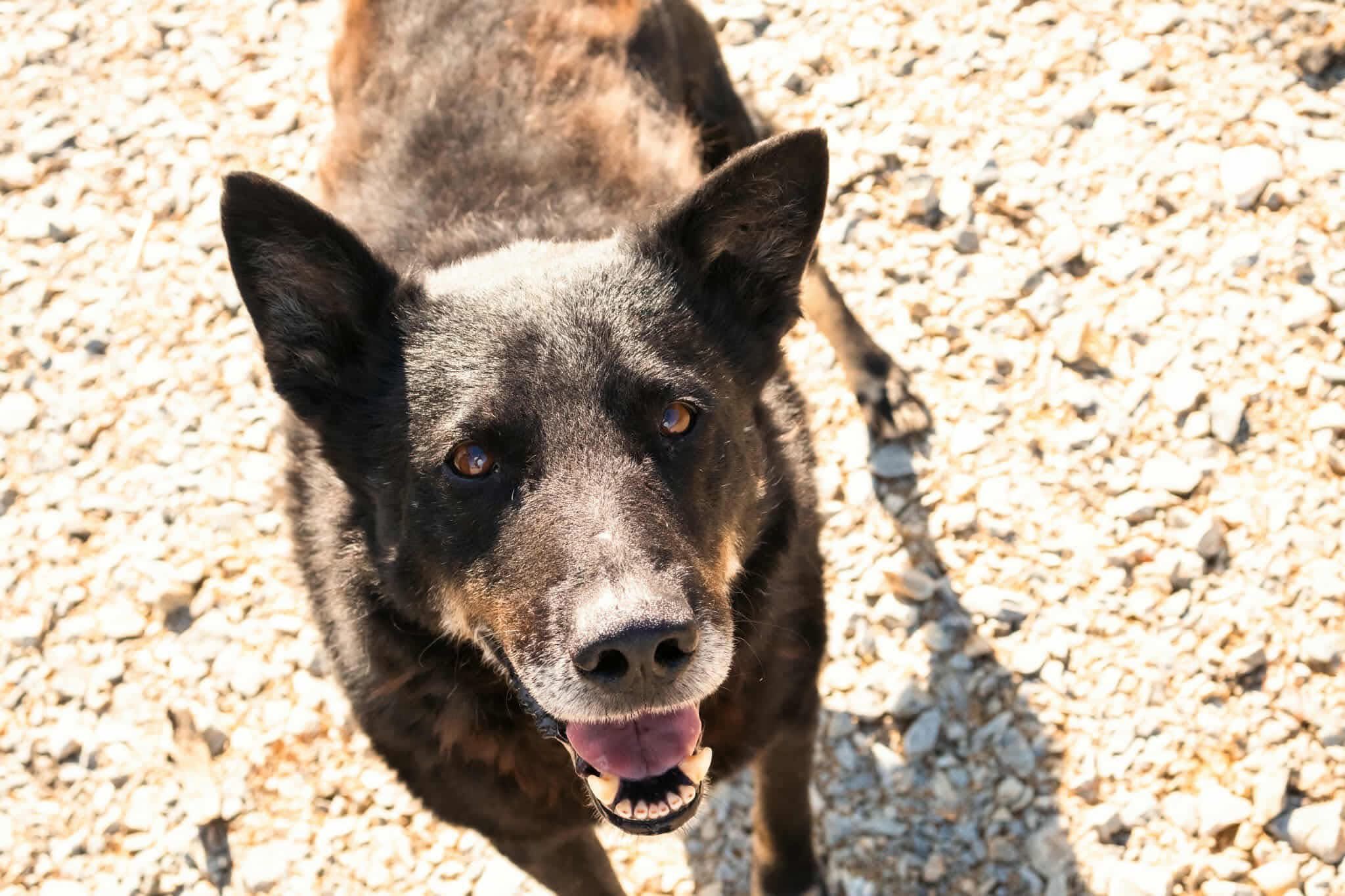 Victor 🐾🐕