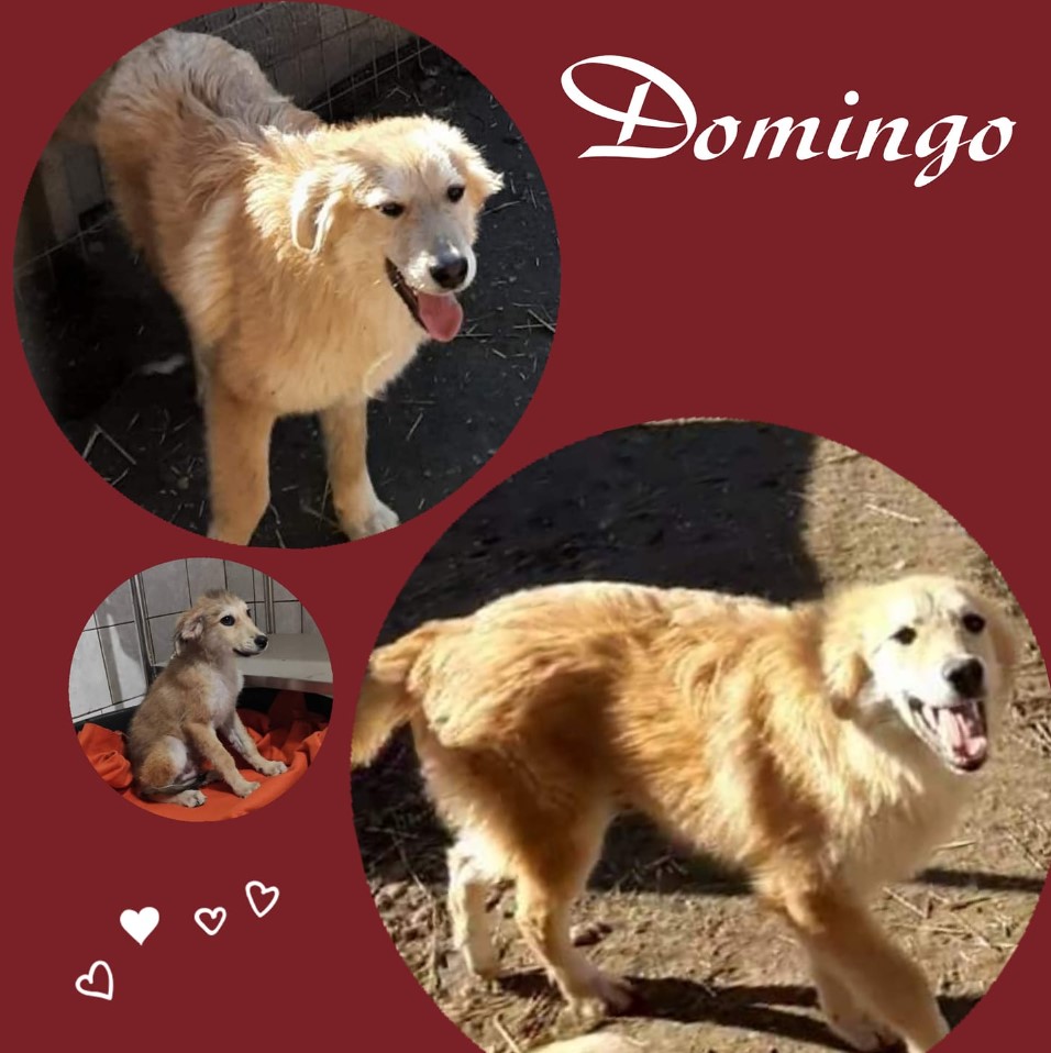 Domingo