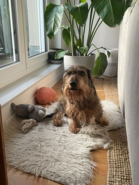 Dodo
