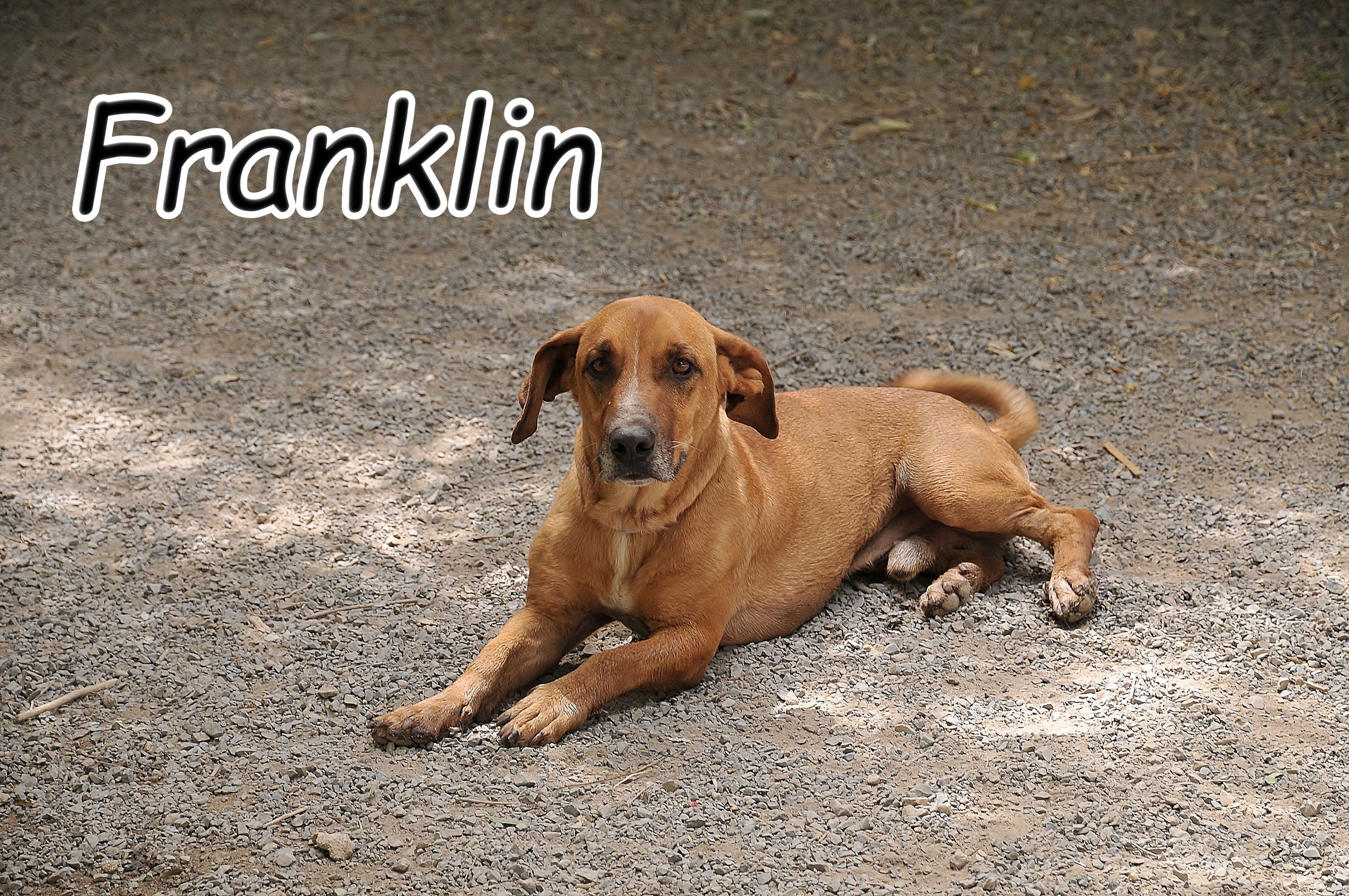 Franklin