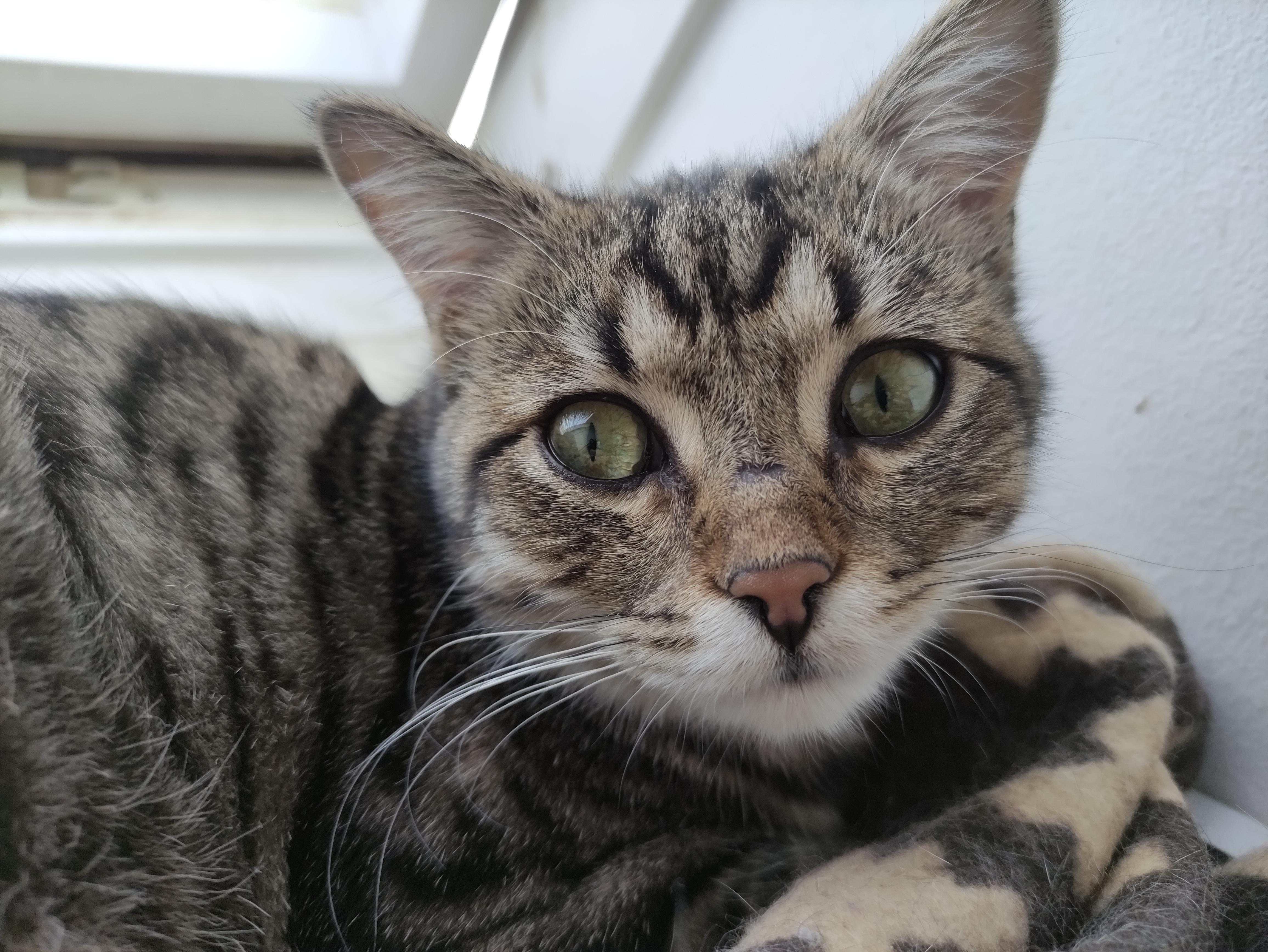 Nala
