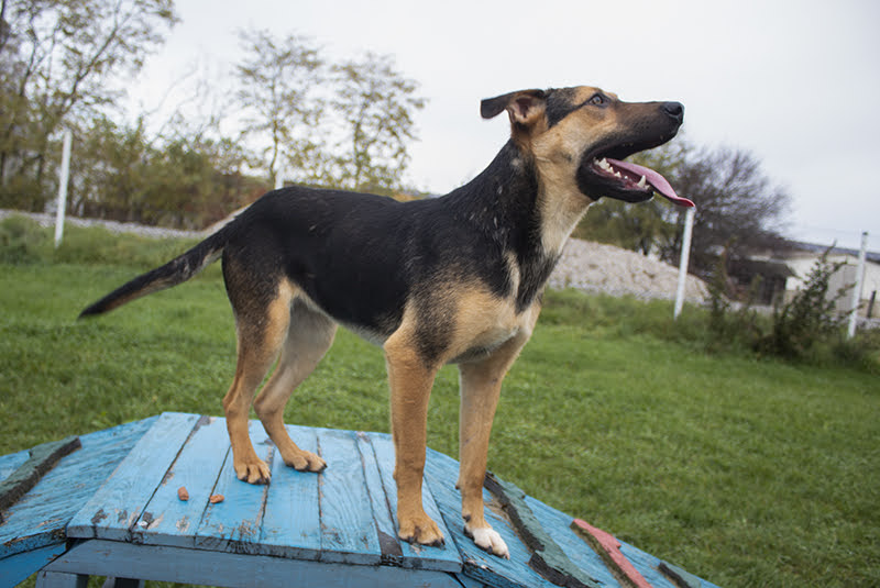 Laska