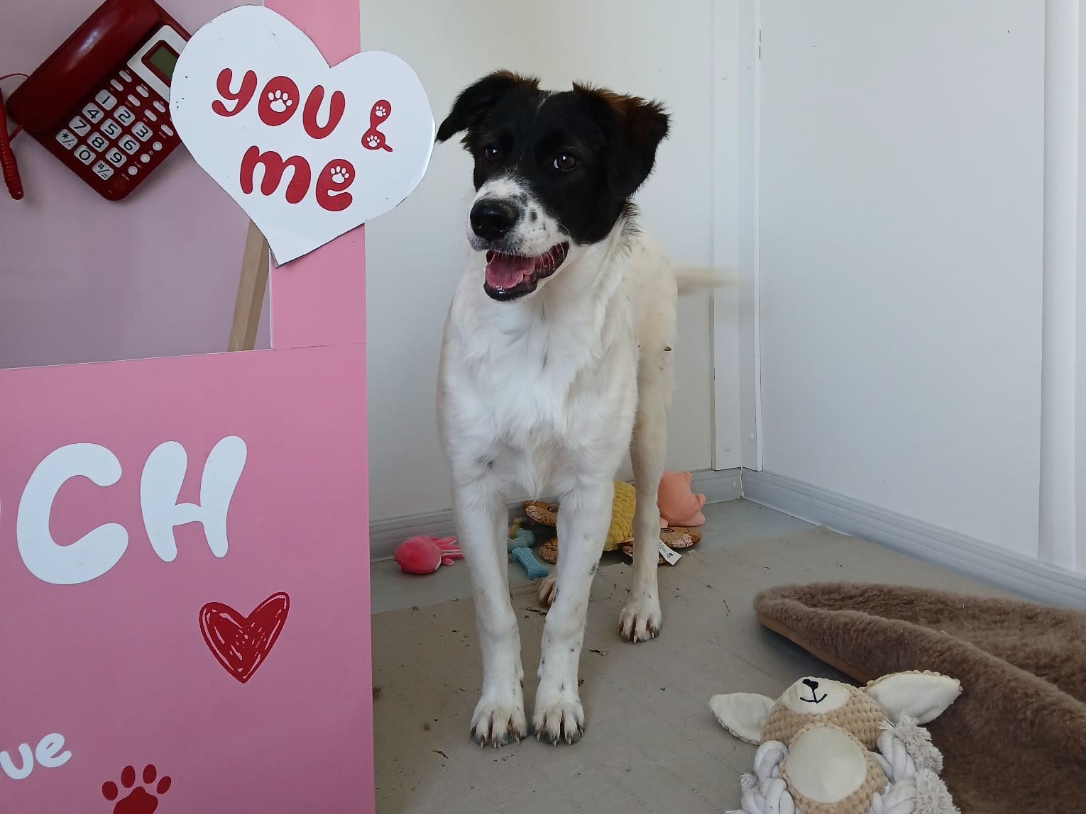 💞Süßes Hundemädchen Belle💞