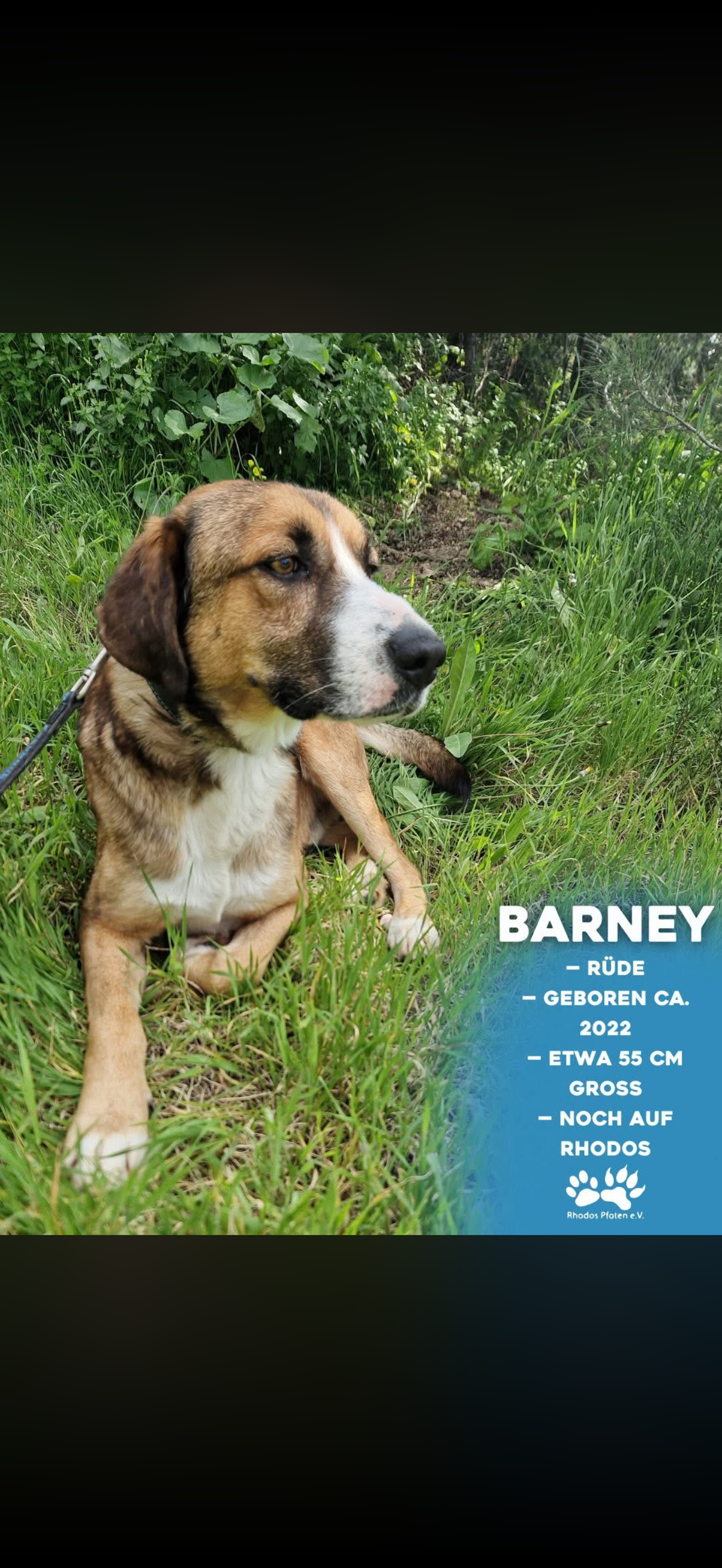 Barney