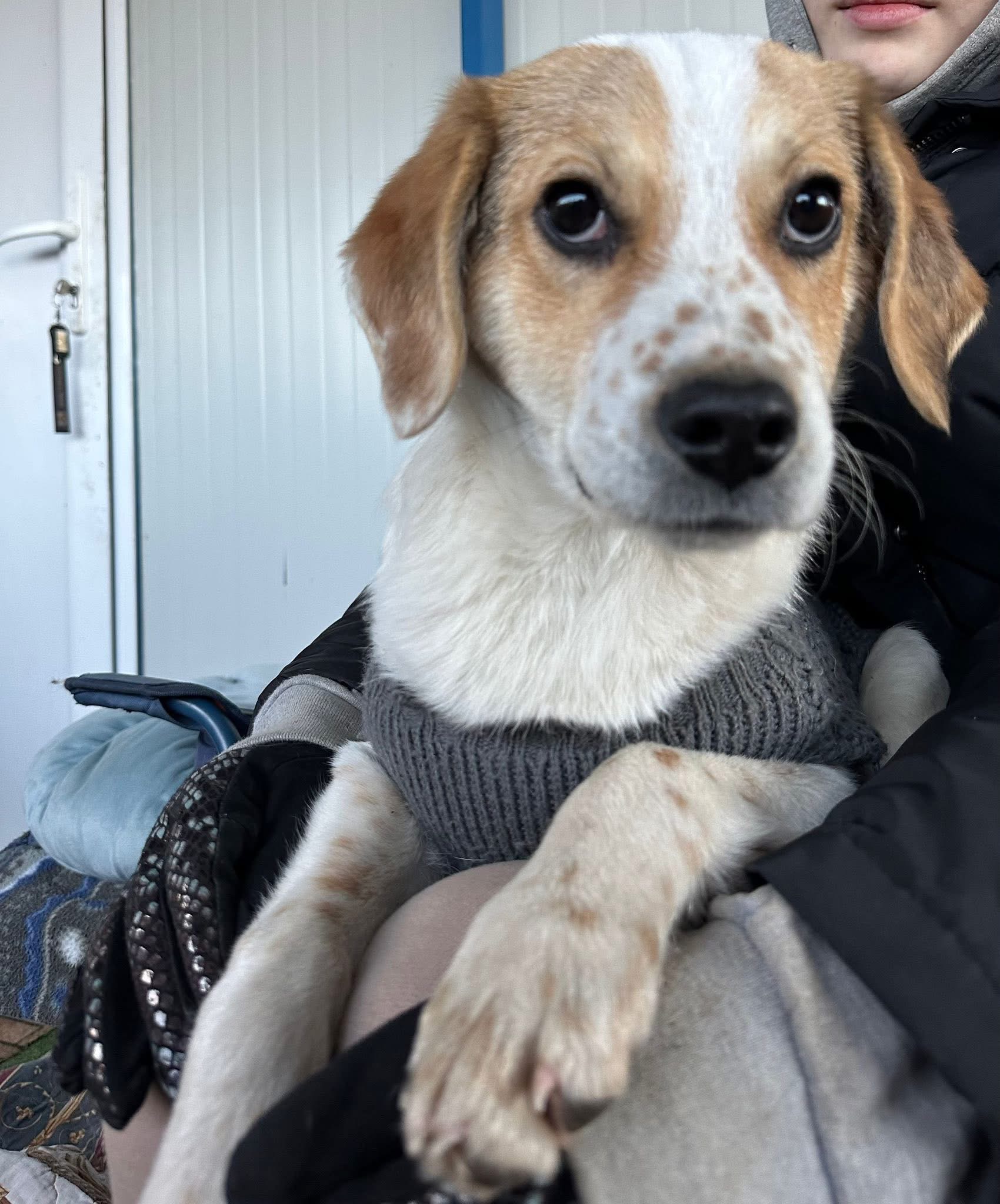 Welpe Niko sucht SEIN Zuhause
