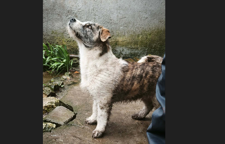Pepe 🐾neugieriger Rüde