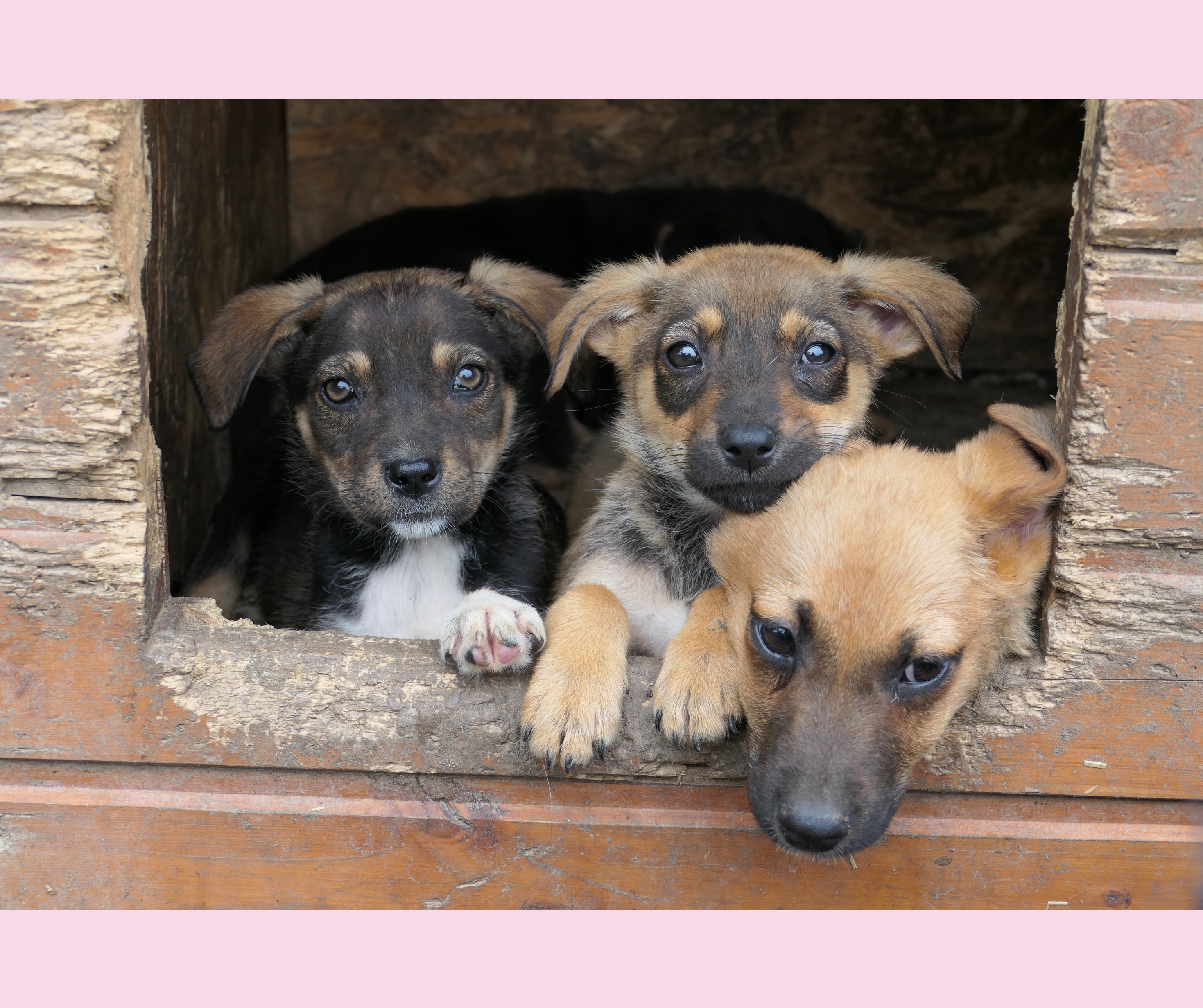 Pfotenherz - Tierschutz mit Verstand e.V.