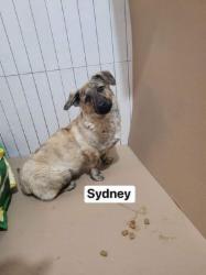 Sydney
